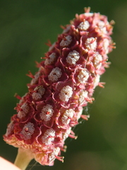 Eryngium ebracteatum