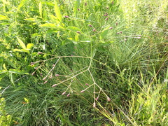 Eryngium ebracteatum