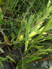 Eryngium ebracteatum