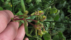 Calceolaria mexicana