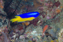 Pomacentrus auriventris