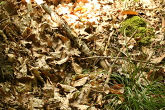 Neobisium