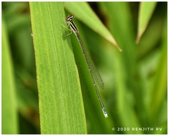 Aciagrion occidentale