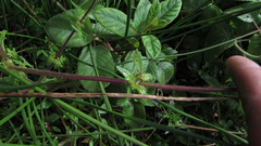 Calceolaria mexicana
