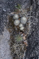 Escobaria organensis