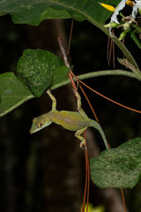 Anolis aliniger