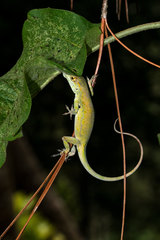 Anolis aliniger