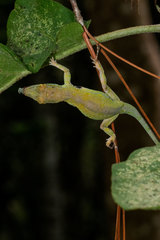 Anolis aliniger