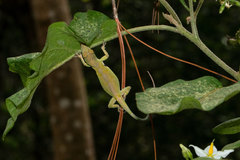 Anolis aliniger