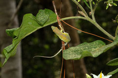 Anolis aliniger