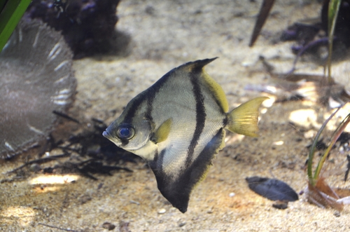 Monodactylus sebae (Cuvier, 1829)