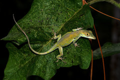 Anolis aliniger
