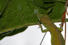 Anolis aliniger
