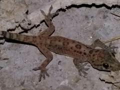 Hemidactylus turcicus