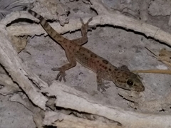 Hemidactylus turcicus