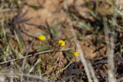 Calocephalus multiflorus