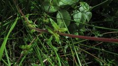 Calceolaria mexicana