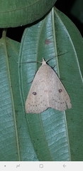 Scolecocampinae