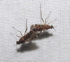 Sylvicola alternatus