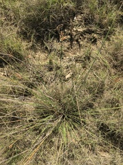Fimbristylis ferruginea