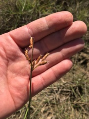 Fimbristylis ferruginea