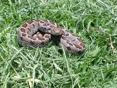 Crotalus ravus