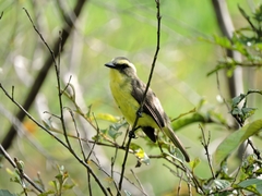 Conopias cinchoneti