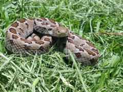 Crotalus ravus