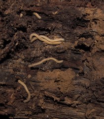 Andrognathus corticarius