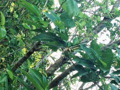 Nephila pilipes