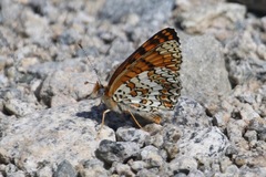 Melitaea ornata