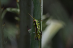 Scotussa impudica