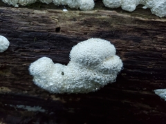 Perenniporia compacta