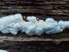 Perenniporia compacta
