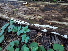 Perenniporia compacta