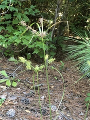 Cyperus hystricinus