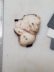 Perenniporia compacta