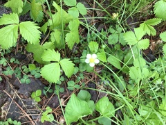 Fragaria vesca americana