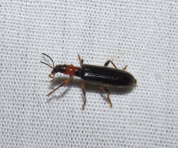 Bicolored Checkered Beetle