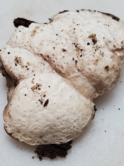 Perenniporia compacta