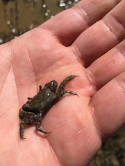 Australoplax tridentata