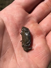 Australoplax tridentata