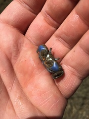 Australoplax tridentata