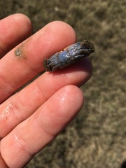 Australoplax tridentata