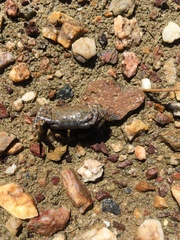 Australoplax tridentata