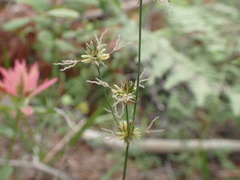 Juncus nevadensis
