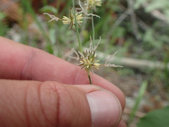 Juncus nevadensis