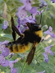 Bombus pensylvanicus