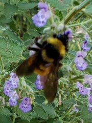 Bombus pensylvanicus