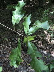 Quercus arkansana